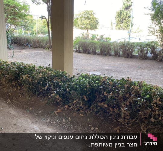 שיחים ירוקים וגזומים על אדמה חשופה בגינה
